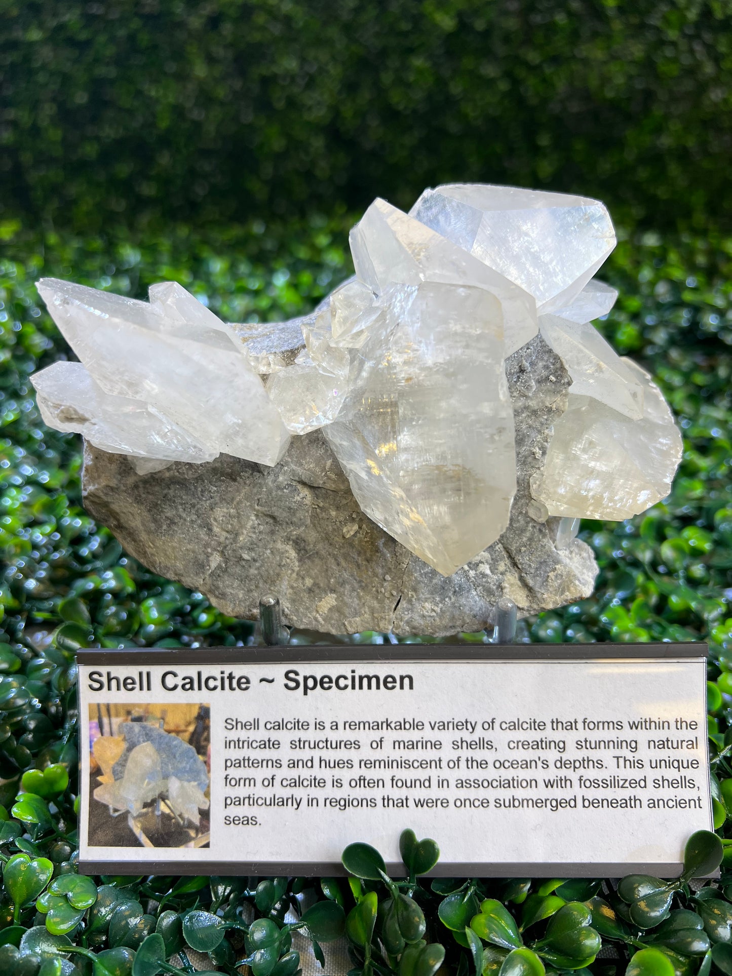 Shell Calcite Specimen